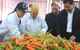 Hỗ trợ nông dân Hải Dương thoát cảnh cà rốt "được mùa mất giá"
