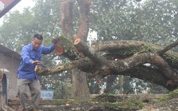 Đang chặt cây sưa trăm tỷ từng gây "lùm xùm" suốt 8 năm ở Hà Nội