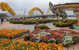 Cầu Vàng "đọ dáng" cầu Rồng ở đường hoa bên bờ sông Hàn