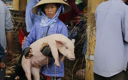 Nghề "độc" ở chợ heo lớn nhất Quảng Nam