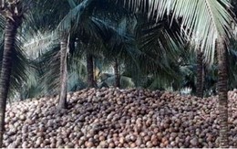 Giá trái dừa khô ở Bến Tre tiếp tục “lao dốc”