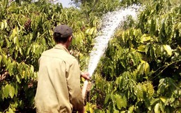 Nhiều chủ vườn lao đao vì cà phê mất mùa, rớt giá