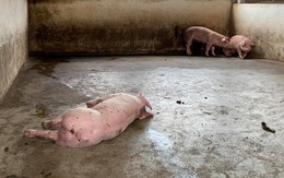 Xuất hiện tỉnh thứ 8 nhiễm dịch tả lợn Châu Phi