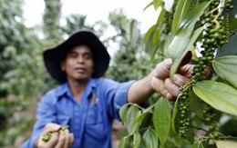 Nỗi buồn ngành hàng tỷ đô: 5 năm diện tích trồng tăng gấp 3, "bao" 60% lượng xuất khẩu toàn thế giới, nhưng nay nông dân Việt "cay mắt" khi giá rớt từ 10 USD xuống 2 USD/kg