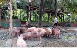 Nông dân Tiền Giang bán chạy lợn để “né” dịch tả Châu Phi