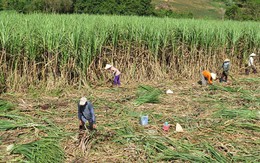 Phú Yên: Nông dân chịu thiệt vì nhà máy 'rào' giá thu mua mía vùng nguyên liệu
