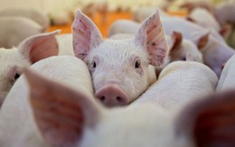 FAO đánh giá khẩn cấp về dịch tả lợn châu Phi ở Việt Nam