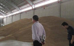 Kiến nghị không tái xuất lúa mì nhiễm cỏ kế đồng