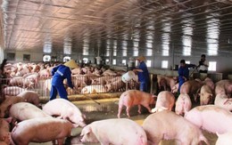 Lập Ban Chỉ đạo quốc gia phòng, chống dịch bệnh Dịch tả lợn Châu Phi