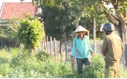 Phú Yên: Nông dân thu hoạch dưa phải “làm luật”