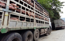 Cấm mọi hình thức vận chuyển lợn nhập lậu nhằm ngăn chặn Dịch tả lợn Châu Phi