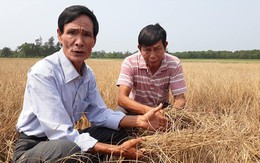 Hàng trăm ha lúa ở Huế khô cháy do thiếu nước tưới tiêu