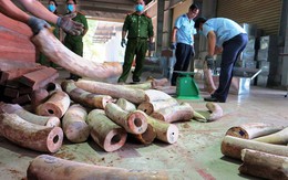 Khẩn trương điều tra mở rộng vụ án vận chuyển trái phép ngà voi từ nước ngoài vào Việt Nam
