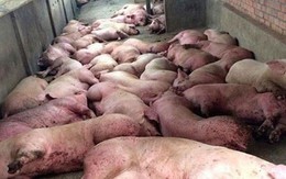 Việt Nam quyết tâm nghiên cứu, sản xuất vắc-xin phòng dịch tả lợn