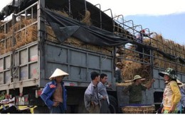 Quảng Nam: Dưa hấu được giá, nông dân phấn khởi