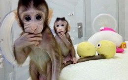 Trung Quốc gây sốc với thí nghiệm "nhân cách hóa" loài khỉ