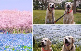 Thiên đường hoa gây sốt Nhật Bản: Hàng cây anh đào kết hợp rừng hoa mắt xanh đẹp như một giấc mơ
