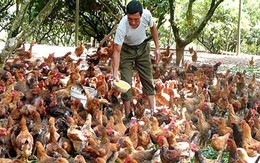 Việt Nam nhập siêu 'đặc sản'... cổ, cánh, chân gà