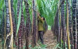 Nhiều nhà máy mía đường thua lỗ: Bộ trưởng khuyên nên trồng nấm