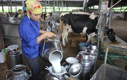 Sữa Việt Nam sẽ xuất khẩu chính ngạch sang Trung Quốc