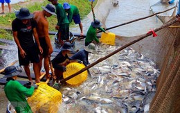 Người nuôi cá tra gặp khó do giá thu mua giảm