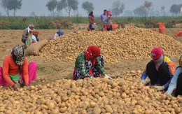 PepsiCo kiện 4 nông dân Ấn Độ vì trồng giống khoai tây "độc quyền"