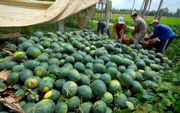 Nâng cao chất lượng nông sản Việt, mở cánh cửa vào thị trường Trung Quốc