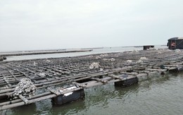 Quảng Ninh: Hàng trăm tấn hà nuôi chết bất thường, ngư dân xót lòng
