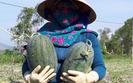 Sau "giải cứu", nông dân Quảng Ngãi lãi "khủng" với dưa hấu