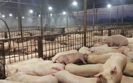Dịch tả lợn Châu phi xuất hiện ở tỉnh nuôi lợn lớn nhất nước, TPHCM tăng cường giám sát ngăn chặn