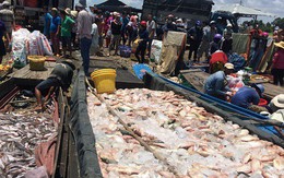 Đồng Nai: Hàng trăm tấn cá phơi bụng trên sông