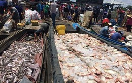 Cá nuôi bè trên sông La Ngà chết hàng loạt
