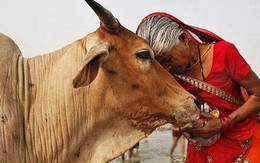 Đại chiến "thần bò" tại Ấn Độ: Khi nước tiểu bò đắt giá hơn cả sữa