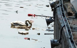 Hải Phòng kêu gọi không ném rác xuống đàn thiên nga trên sông Tam Bạc