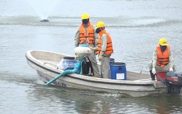 Hà Nội nói gì về chế phẩm xử lý nước độc quyền và vụ 200 tấn "cá chết trắng" hồ Tây?