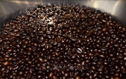 Truy xuất nguồn gốc cà phê qua mã số vùng trồng