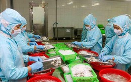 Tiền Trung Quốc giảm giá, thủy sản Việt Nam chao đảo