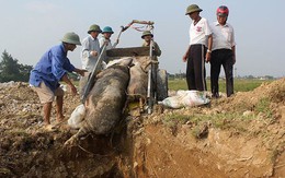 Dịch tả lợn châu Phi gây thiệt hại khoảng 3.600 tỷ đồng