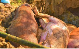 Tiền Giang: Hỗ trợ lợn bệnh bị tiêu hủy cao hơn giá lợn khỏe