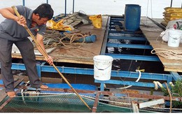 Người nuôi cá bè trên sông Tiền khốn đốn vì cá chết bất thường