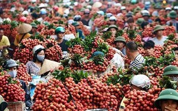 Thương nhân Trung Quốc ùn ùn tới vựa vải thiều lớn nhất Việt Nam