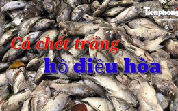Cá chết trắng hồ điều hòa ở Đà Nẵng do rò rỉ nước thải