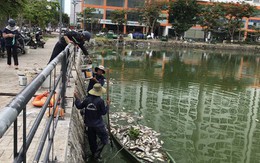 Đà Nẵng: Hơn 5 tấn cá chết trắng tại 2 hồ Thạc Gián và Vĩnh Trung