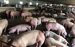 Chạy dịch, nhiều hộ dân bán tháo lợn số lượng lớn