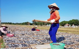 Cá nục, cá hố giá… rẻ như cho!