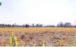 Hàng trăm ha lúa ở Thanh Hóa có nguy cơ mất trắng do nắng nóng