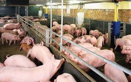 Tiêu huỷ đàn lợn 20.000 con: Họp bàn 1 quyết định chưa từng có