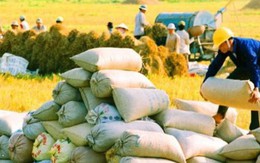Được tháo "gông", xuất khẩu gạo vẫn chưa thoát đà suy thoái