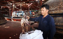 Quảng Nam kêu gọi hỗ trợ “giải cứu” mực khơi khô