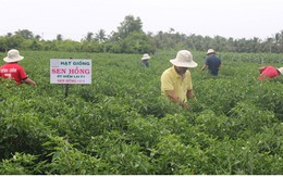 Nông dân thu nhập “khủng” từ mô hình trồng cây ớt dưới chân ruộng